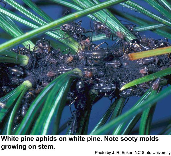 White pine aphids can become amazingly abundant.